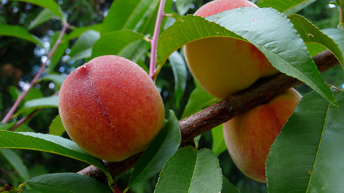 How To Differentiate Between Fresh Peaches And Nectarines